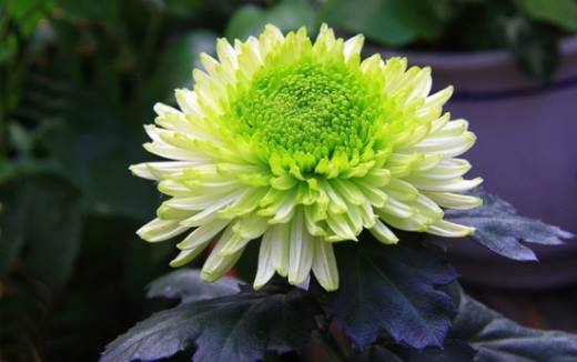 冬天怎么养护和修剪菊花,留根存芽 修剪别留手
