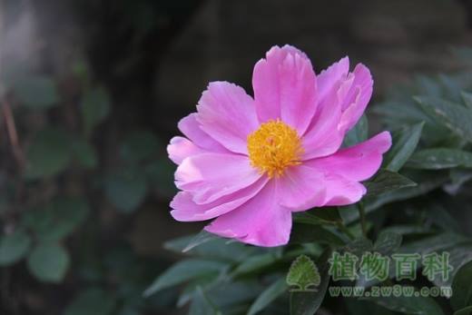 芍药