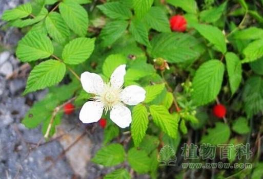 小时候常见又叫不上名的植物 太全了(图鉴)
