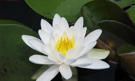 世界上10种最美的花