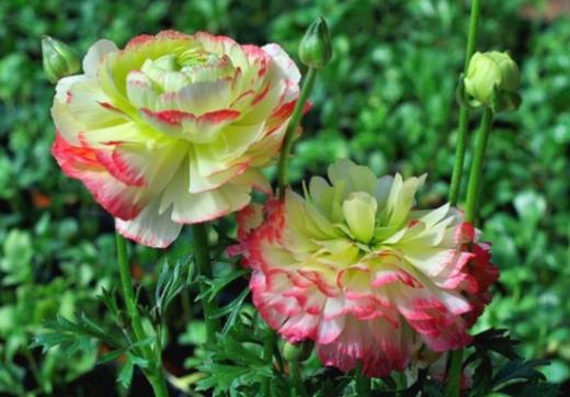 夏天哪些花不能多浇水,7种常见花介绍