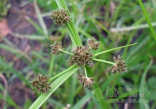 小时候常见又叫不上名的植物 太全了(图鉴)
