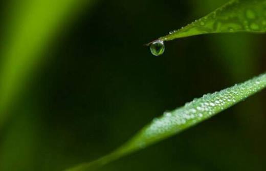 植物趣闻 你知道吗?植物也会流汗