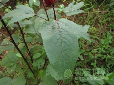 玫瑰茄