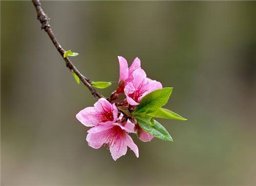 三月是什么花?