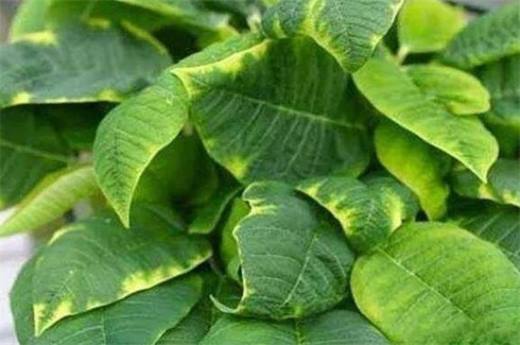 植物叶子发黄用什么肥 需及时的追施氮复合肥