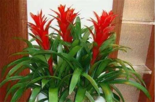 鸿运当头的花从哪里剪 花朵全部剪掉/然后必须分株种植