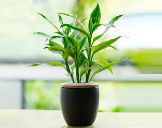 12种室内观叶植物常见病虫害防治,好养易活也有例外