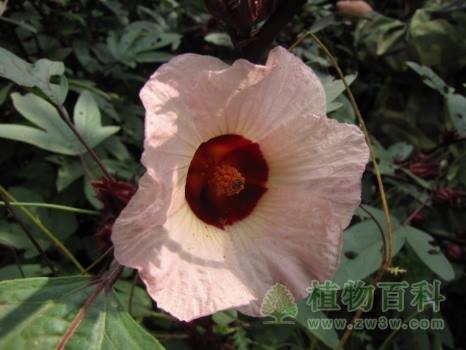 玫瑰茄