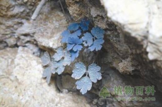 成都首次发现濒危野生植物距瓣尾囊草