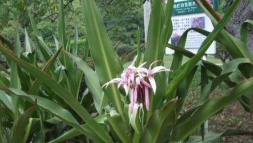 怎样才能养好红花文殊兰?
