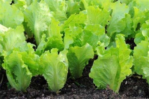 秋天种什么菜 10种生活营养蔬菜