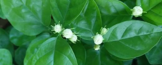 茉莉叶子发黄怎么办?