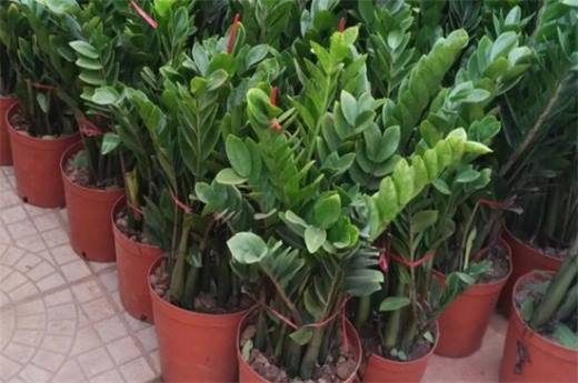 冬季容易养植物有哪些?盘点十种冬季植物