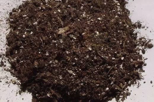 多菌灵喷多了烧叶子吗?