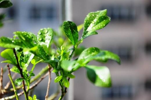 冬季植物剪枝有什么好处,防病虫害 保存养分