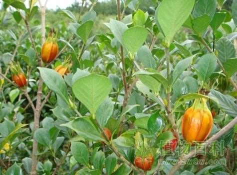 栀子Gardenia jasminoides