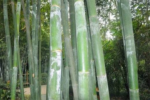 竹子的种类和名称大全