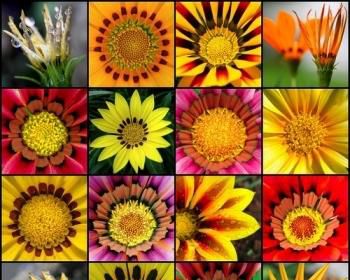 世界上10种最美的花
