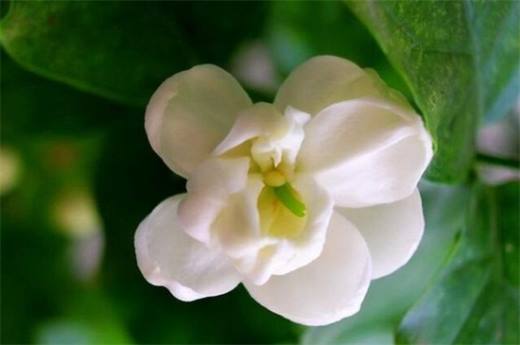 夏天适合种什么花?10种耐高温最美花卉