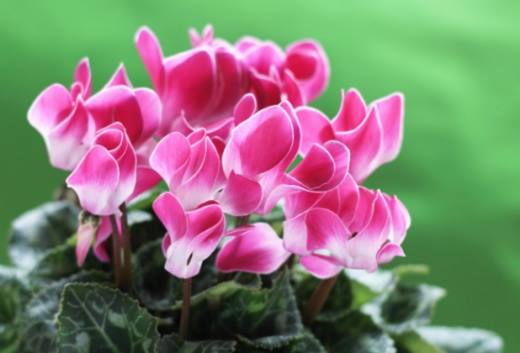 夏天哪些花不能多浇水,7种常见花介绍