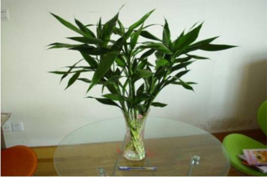秋季植物有哪些?盘点10种秋季种植的植物
