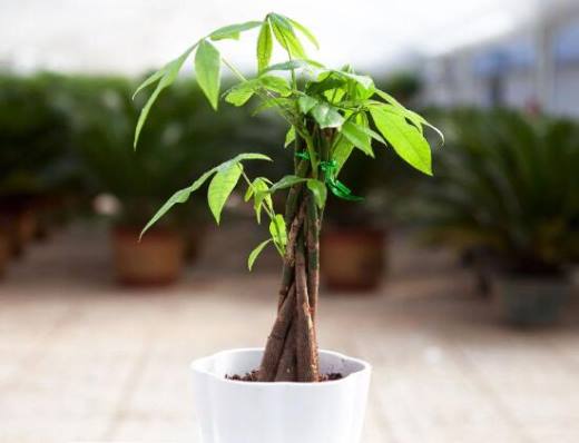 发财树春季修剪好吗?发财树什么季节修剪好(春季)