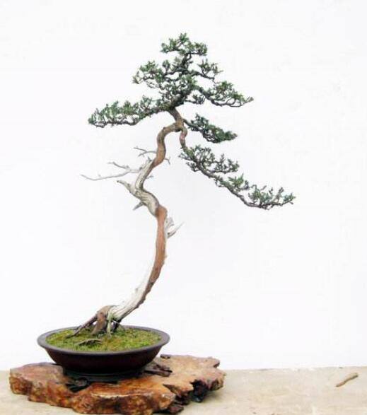 室内不适合养什么花草植物 室内养花禁忌