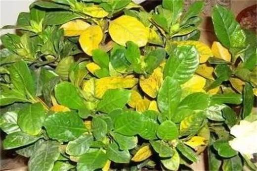 植物叶子发黄用什么肥 需及时的追施氮复合肥
