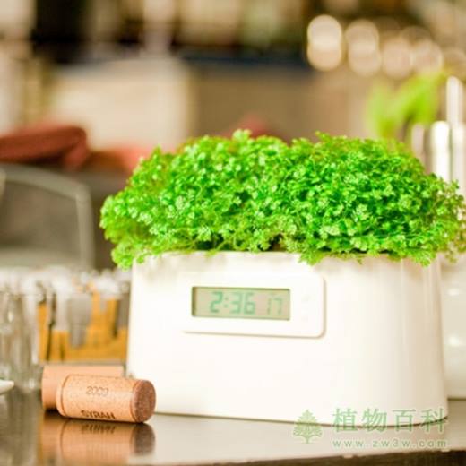 OMG!植物的营养居然可以用来发电