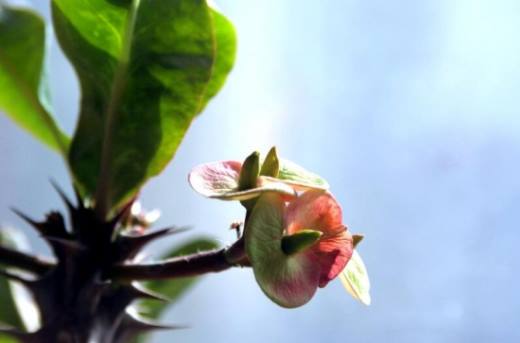 室内不适合养什么花草植物 室内养花禁忌