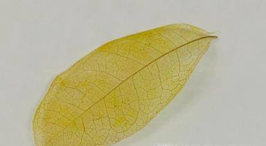 分享创意植物标本手工制作