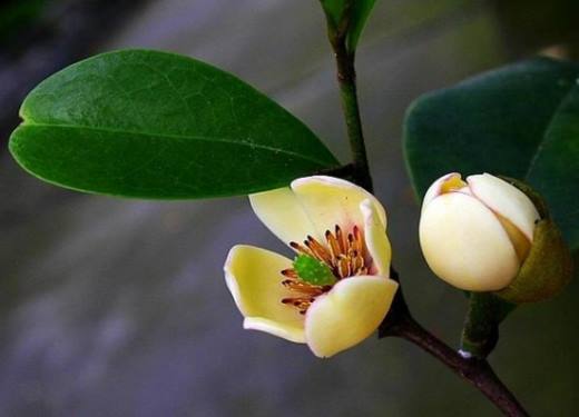 春天开的花有哪些？