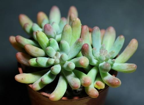 夏天哪些花不能多浇水,7种常见花介绍