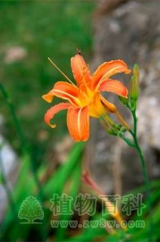 萱草 Hemerocallis fulva