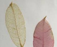 分享创意植物标本手工制作