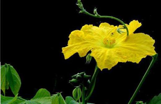 植物趣闻 神奇的植物开花“生物钟”