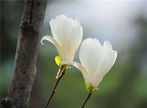 三月是什么花?