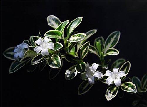 夏天的花有哪些?