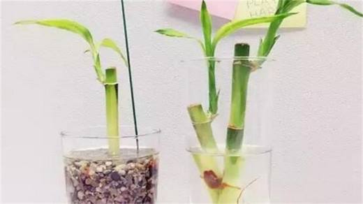 水养富贵竹叶子发黄怎么办?