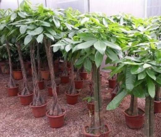 发财树用什么土最好 疏松肥沃的腐殖土最适宜生长