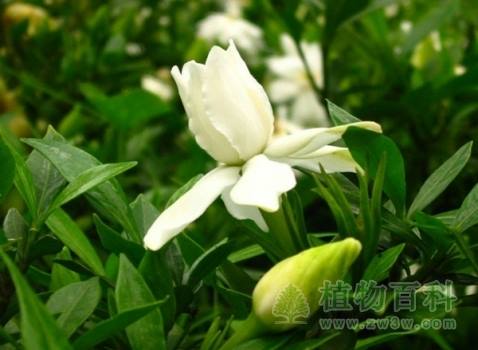 栀子Gardenia jasminoides