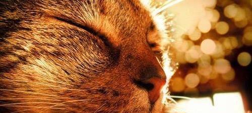 猫对人表示好感的行为有哪些?