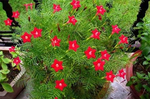 秋季种什么花?