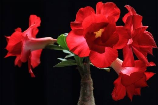 夏天适合种什么花?10种耐高温最美花卉