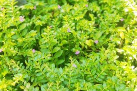 雪茄花叶子枯了怎么办?