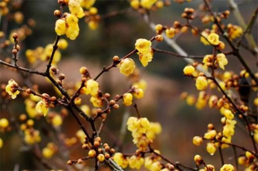 冬天开什么花？盘点10种较耐寒花卉