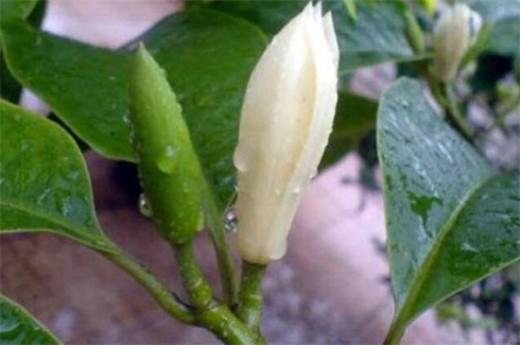 秋天的植物有哪些?盘点10种秋天最美植物