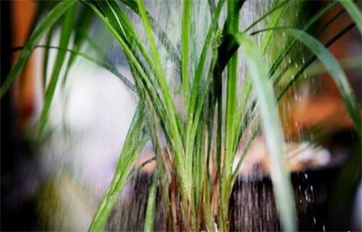 兰花一年四季浇水方法 环境气候决定浇水频率/夏季多浇