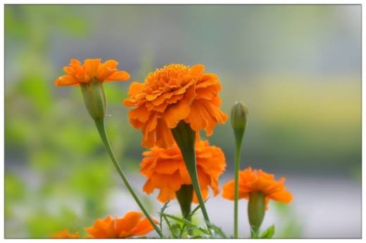 适合春季播种的花 春天适合种什么花?